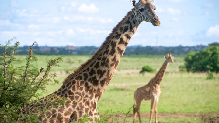 Passer des vacances hors du commun avec un safari au Kenya 